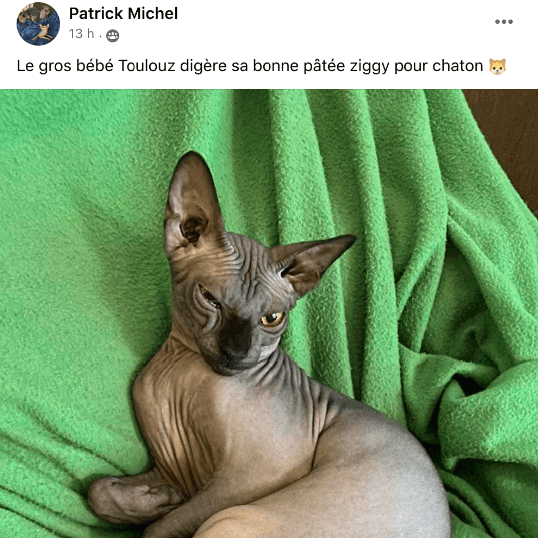 chat sphynx nourris avec Ziggy 