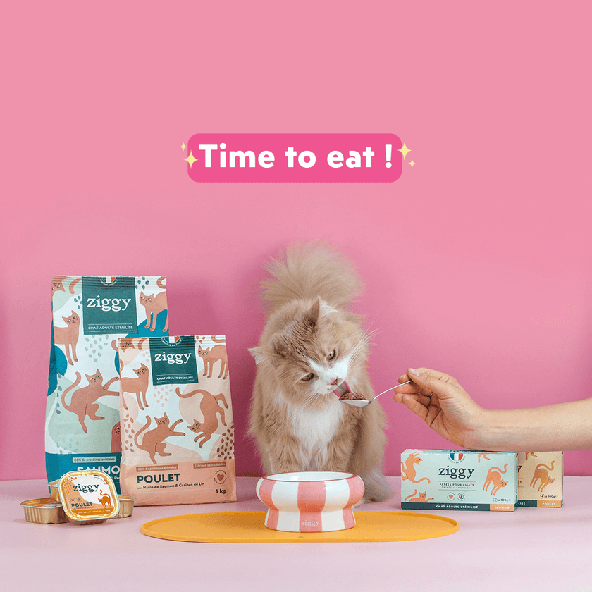 Ziggy Cool Cat Club cat feeding mat shown alone on a plain background